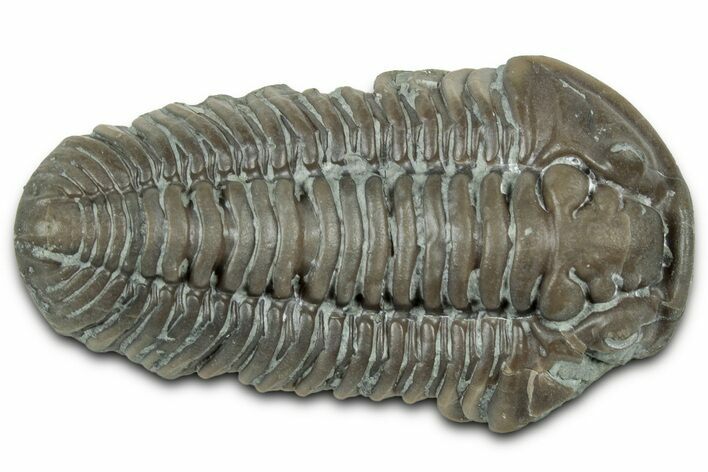 Large Prone Flexicalymene Trilobite - Indiana #325808